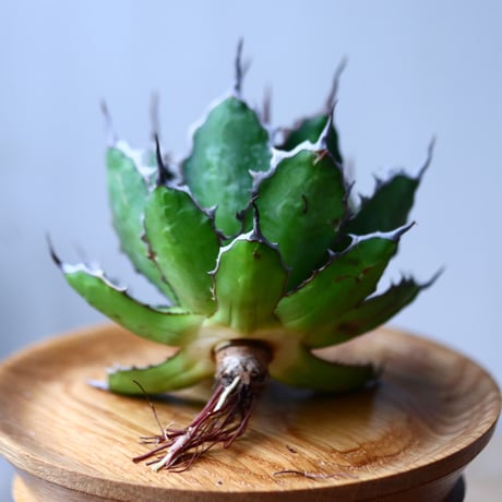 アガベ ホリダ    Agave horrida     no.1025-6
