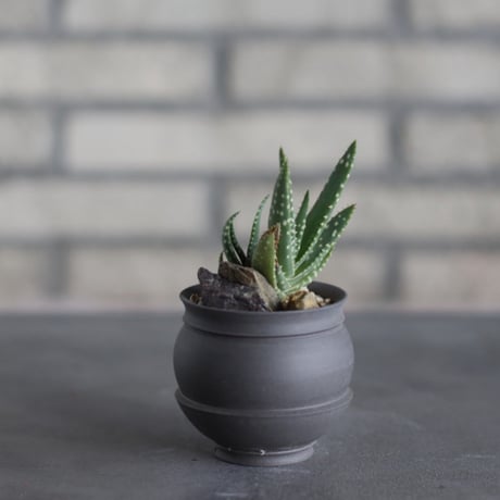 Aloe succotrina Weston SW.Cape Prov. × takero pot (2.5号)  no.524/34