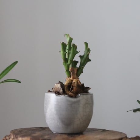 Euphorbia knuthii × N/OH  no.51202