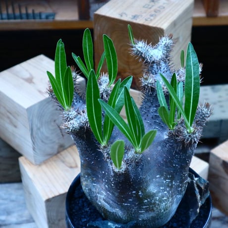 パキポディウム  イノピナツム／Pachypodium Inopinatum   no.81545