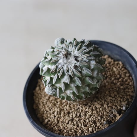 Pelecyphora aselliformis / 精巧丸 (2.5号鉢)  no.913/52