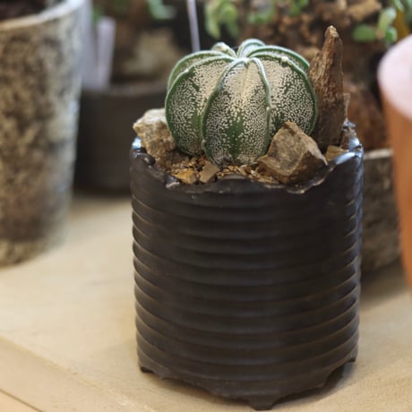 Astrophytum capricorne var. niveum (白瑞鳳) × N/OH  no.112-28