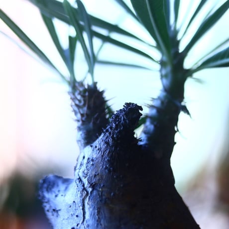 パキポディウム グラキリス   Pachypodium rosulatum var. gracilius no.705-6