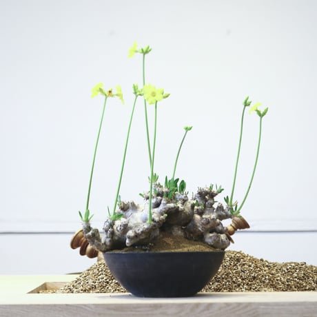 パキポディウム ブレビカリックス / Pachypodium densiflorum var. brevicalyx   no.42306