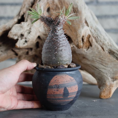Pachypodium gracilius × N/OH (3号)  no.622-9
