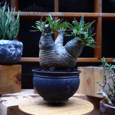 パキポディウム  グラキリス／Pachypodium  gracilius       no.52327