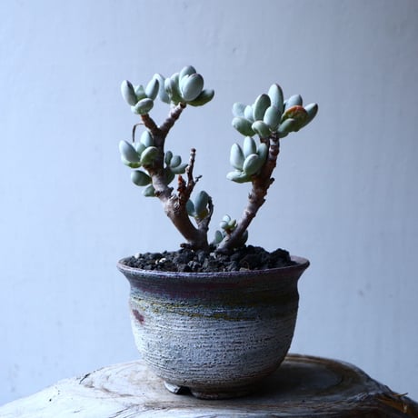 コチレドン　フクダルマ　cotyledon   no.12613