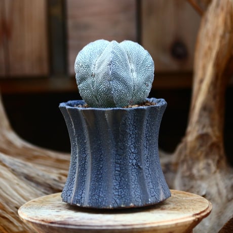 アストロフィツム  恩塚ランポー玉  / Astrophytum myriostigma cv.  no.22662