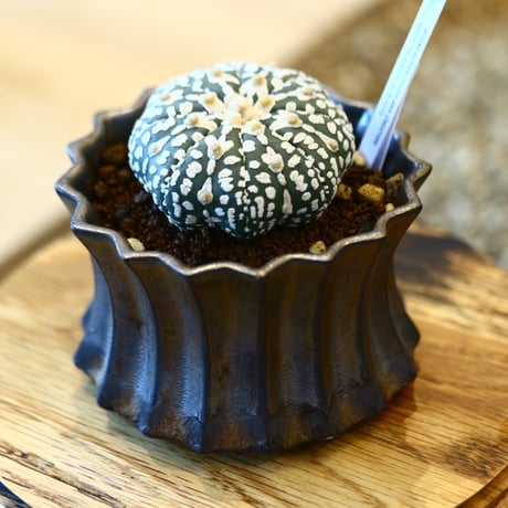 Astrophytum asterias 'Super Kabuto' × soso   no.111213
