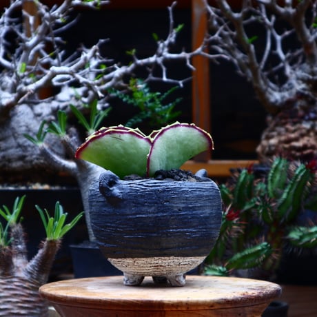 カランコエ   シンセパラ／kalanchoe synsepala   no.51637