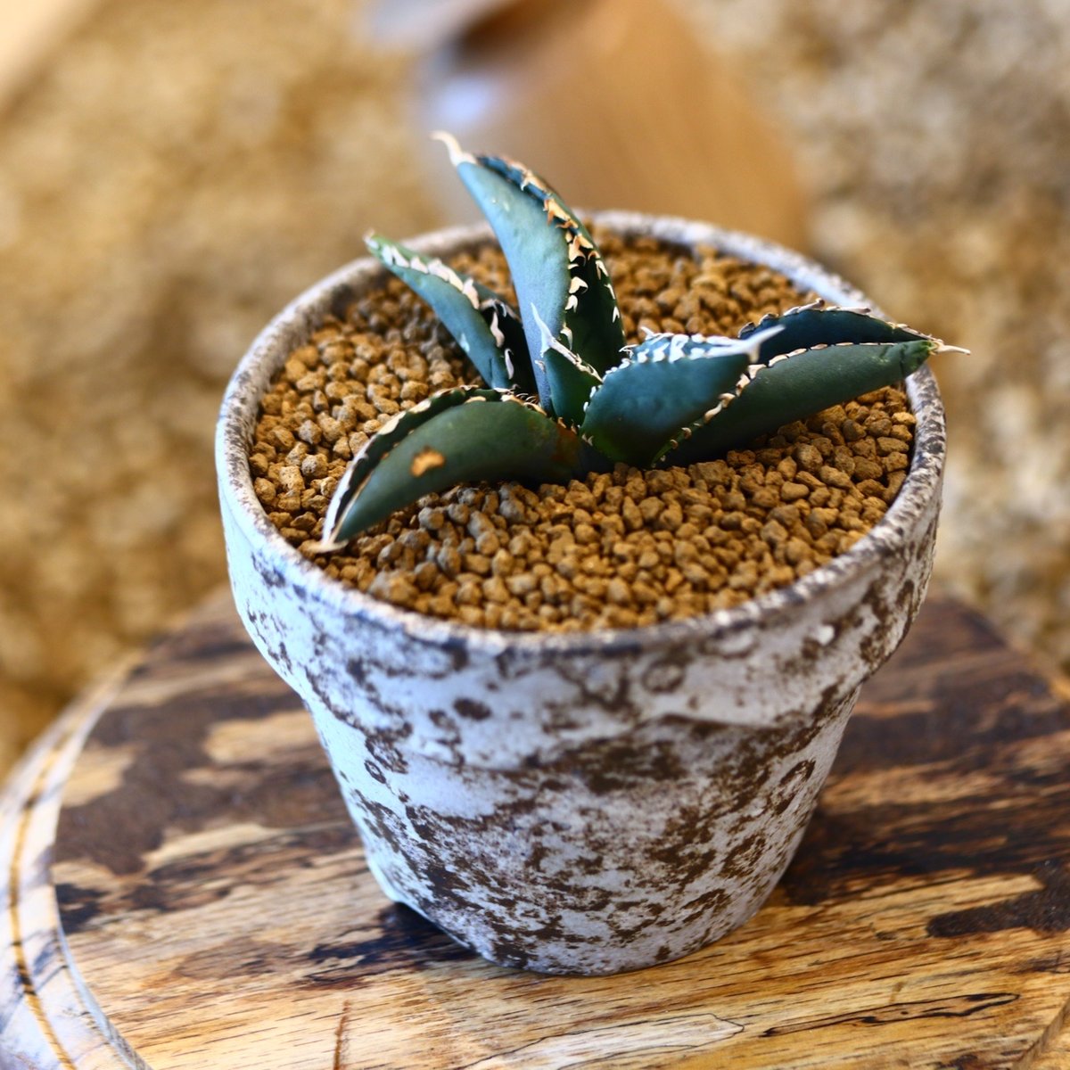 アガベ チタノタ 浪人 中株 【公式通販】