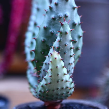 アロエ  マルロシー   Aloe marlothii    no.32129