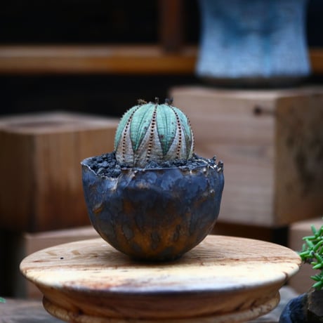 ユーフォルビア  オベサ／Euphorbia obesa    no.102428