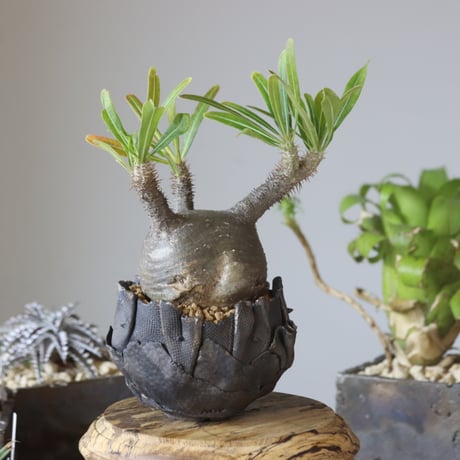 Pachypodium gracilius × AHD   no.1020-44