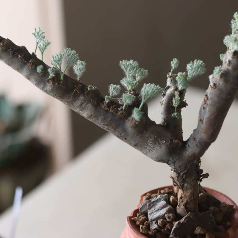 Monsonia multifida × N/OH no.905-20 | 芽の巣山