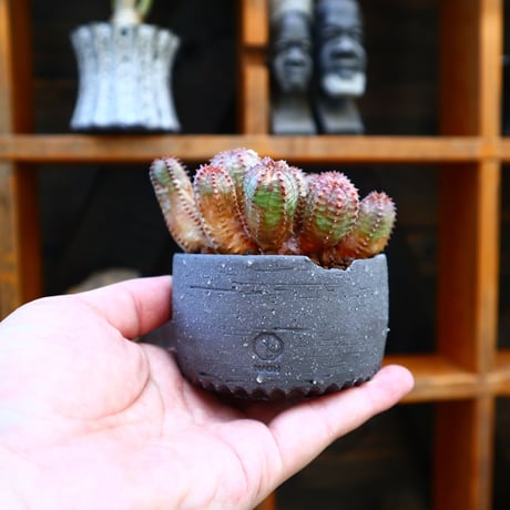 ユーフォルビア  オベサ hyb.／Euphorbia obesa hyb.   no.60535