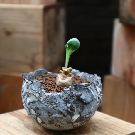 アルミアナ | STORES