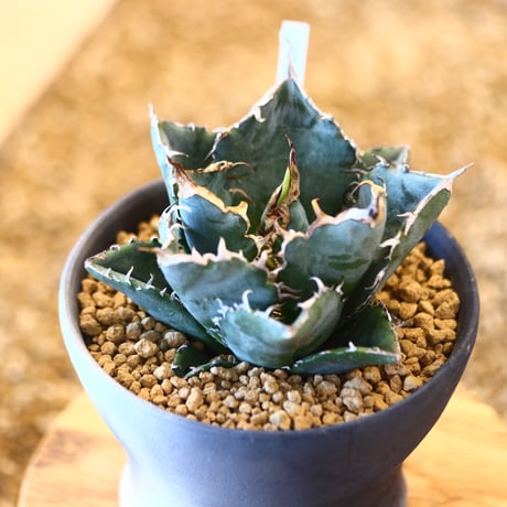 【9/9入荷未発根未活着ベアルート植込み】Agave titanota White Whale   no.101512
