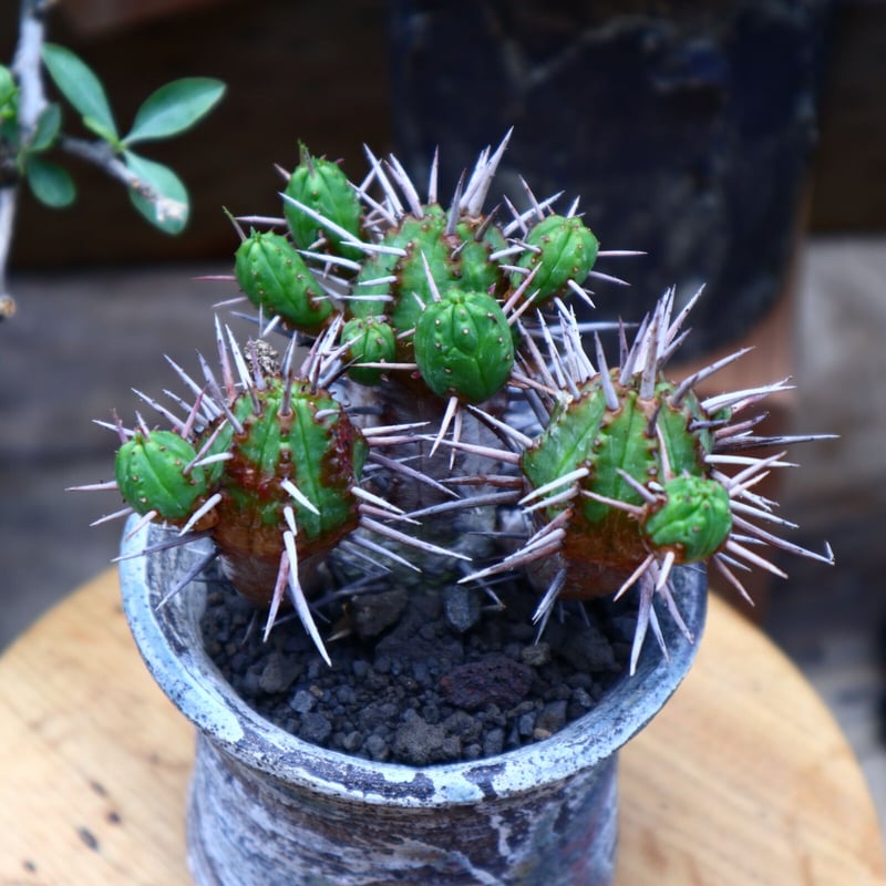 ユーフォルビア フェロックス hyb.／Euphorbia ferox hyb. no.6