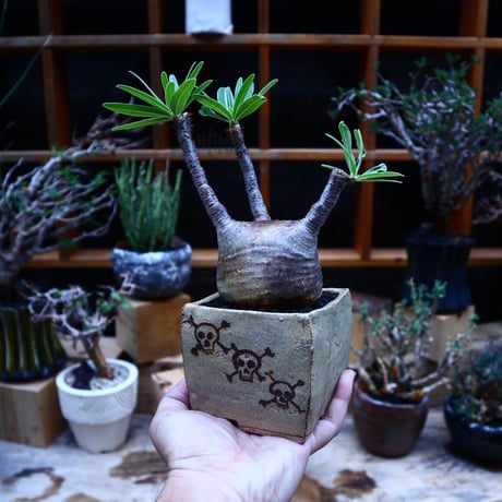 パキポディウム  グラキリス／Pachypodium  gracilius       no.52322
