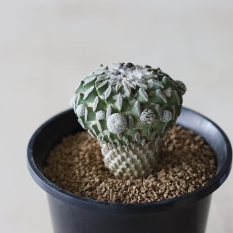 Pelecyphora aselliformis / 精巧丸 (2.5号鉢)  no.913/52