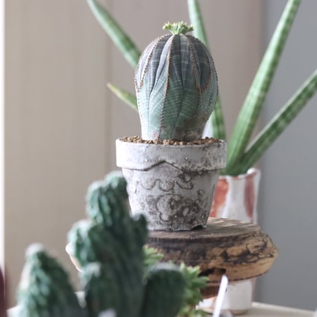 Euphorbia obesa♂ × YAMABACHI var. takero pot  no.51909