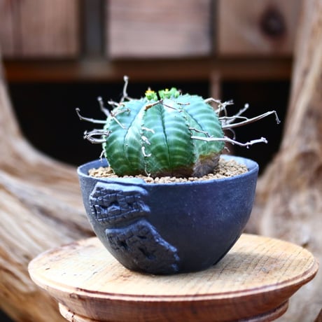 ユーフォルビア バリダ / Euphorbia valida    no.22611
