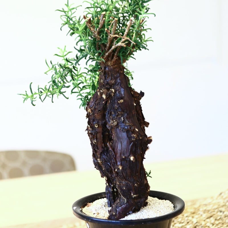 メストクレマ アルボリフォルメ / Mestoklema arboriforme no.43