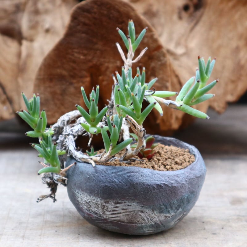 TERRACOTTA MASSES×YAMABACHI 植木鉢 3個セット TERRACOTTA MASSES×YAMABACHI 植木鉢 3個セット