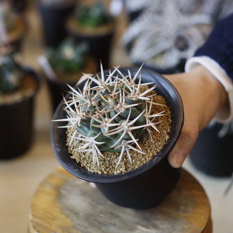 Gymnocalycium hybopleurum v. ferocior (3.5号) n