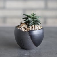 Aloe descoingsii × N/OH (3号)  no.524/39