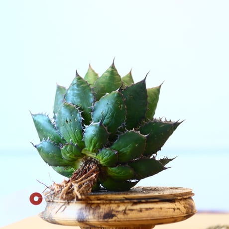 Agave horrida / Style of Chika   no.1015/52