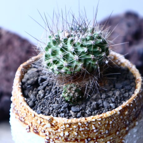 コピアポア  フミリス    Copiapoa Humilis   no.22322