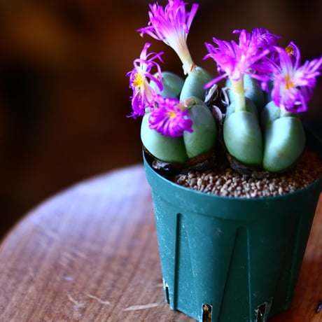 コノフィツム  紫苑  (紫花)   Conophytum 'Shien'    no.111559