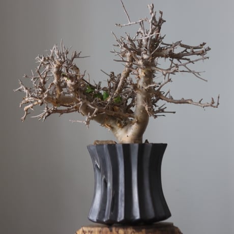 Commiphora wightii × soso   no.51239