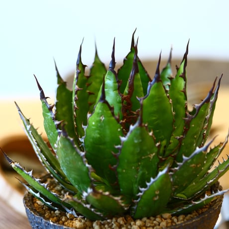 Agave horrida × たけろうポット   no.111263