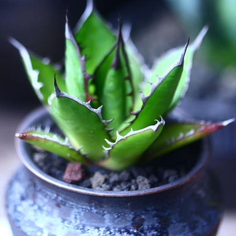 アガベ ホリダ   Agave horrida   no.61408