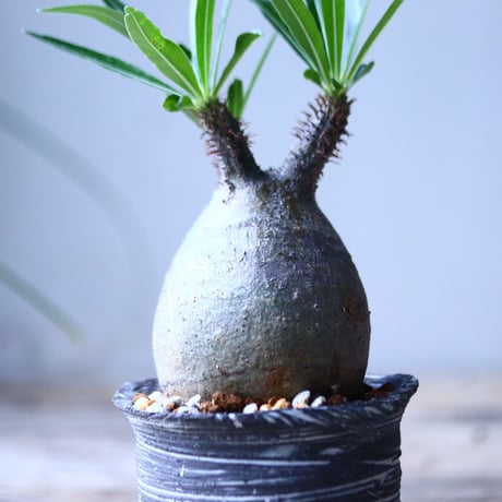 パキポディウム グラキリス   Pachypodium rosulatum var. gracilius no.101801