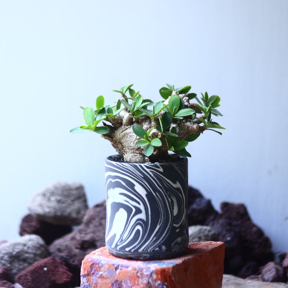 ユーフォルビア　イトレメンシス（良型.美株） 鉢付き ユーフォルビア イトレメンシス 2年前に何も知らず形だけで購入