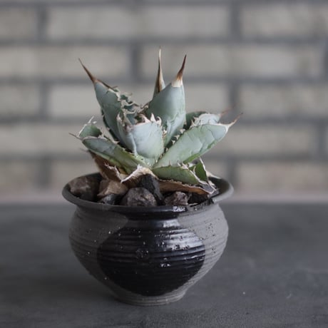 CATEGORY Agave | 芽の巣山