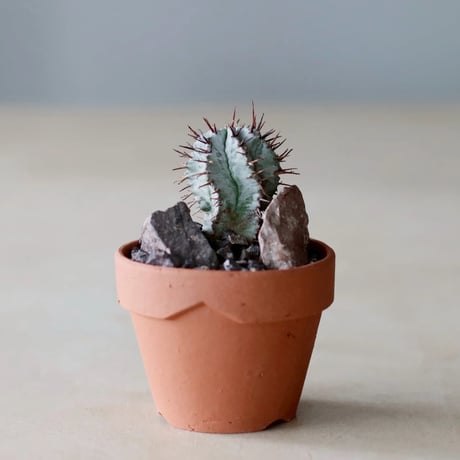 最終値下げ特価❗本日まで❗早いもの勝ち❗パキポディウム　グラキリス現地球　大株 gracilius | STORES