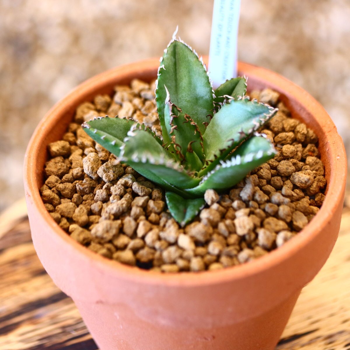 9/9入荷未発根未活着ベアルート植込み】 Agave titanota 