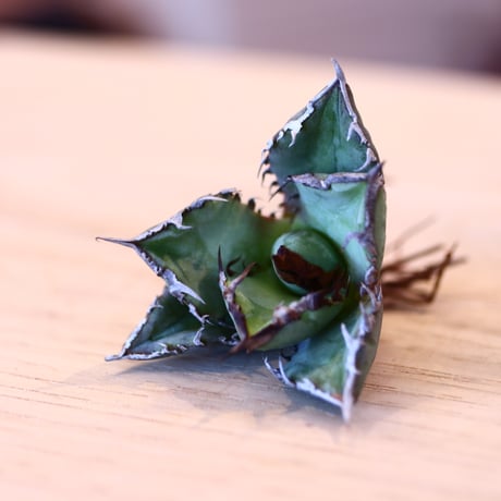 'ハルコイ´セット (N/OH × Agave titanota "FO-076)  no.30370
