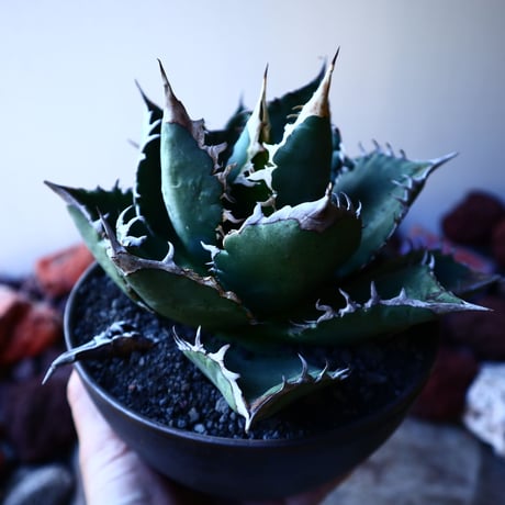 アガベ チタノタ    Agave titanota     no.33212