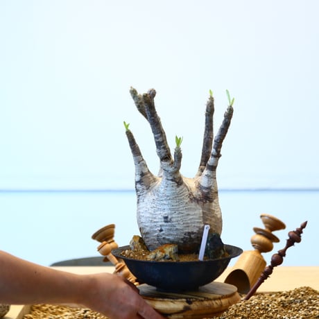 たけろうポット × Pachypodium  gracilius   no.72367
