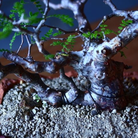 コミフォラ モンストローサ   Commiphora monstrosa   no.81650