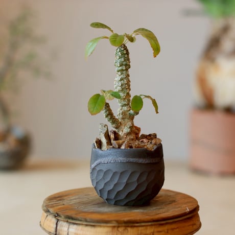 Dorstenia foetida × N/OH (2.5号)  no.1214/8