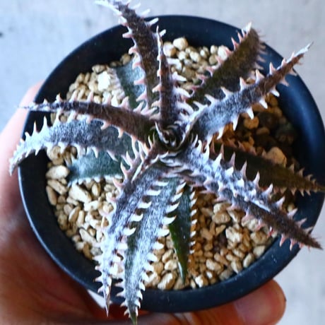 Dyckia ‘Dancing Bear’ × ‘Snowstorm’     012