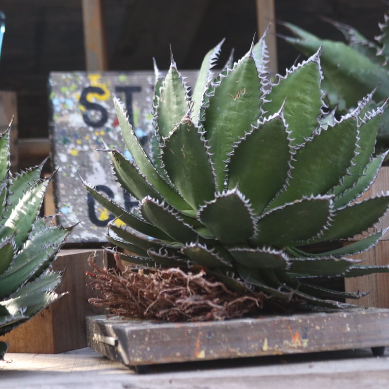 アガベホリダ極上株　Agave horrida No.AHRD027 アガベホリダ極上株 Agave horrida No.AHRD027 アガベ ホリダ