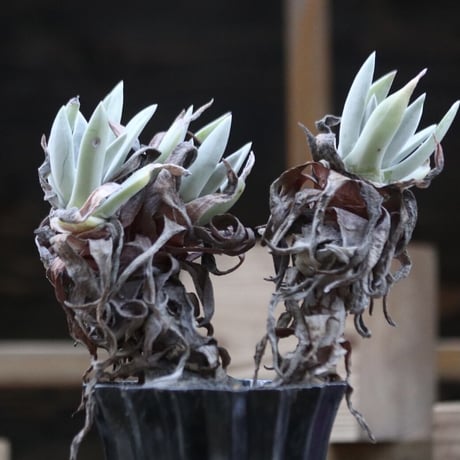 ダドレア クサンチ／ Dudleya xantii  no.110658
